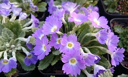 Primula tantallon - 8cm pot 